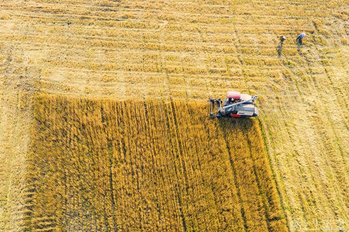 【田野上的希望】各地抓住农时稳步推进农业生产